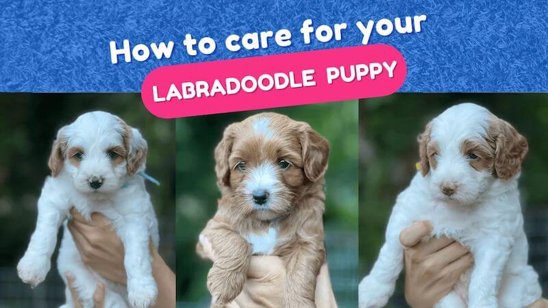 How to care for your labradoodle puppy