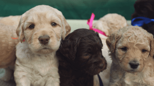 Why Australian Labradoodles Are Special